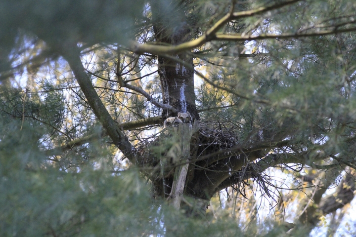 An image of two owls sitting in a tree