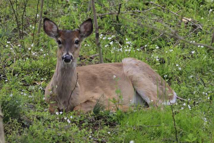 An image of a deer laying on the grass