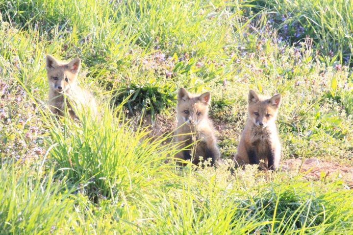 An image of 3 baby foxes